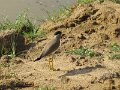 G (86) Yellow-wattled Lapwing - Yala NP